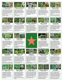 2024 Earth Day Scavenger Hunt BINGO - Invasive Plants Descriptions