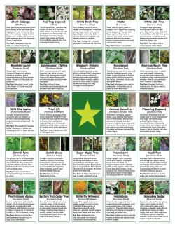 2024 Earth Day Scavenger Hunt BINGO - Native Plant Descriptions
