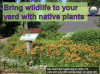 Bring wildlife to your yard with native plants